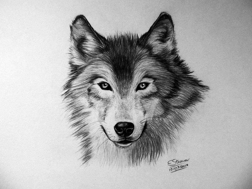 Hi!  Here's my drawing of a Wolf. I worked on this for a tutorial video on my artwork channel.  Video:&. Wolf drawing, Wolf art print, Wolf face drawing, Anime Wolf Face HD wallpaper